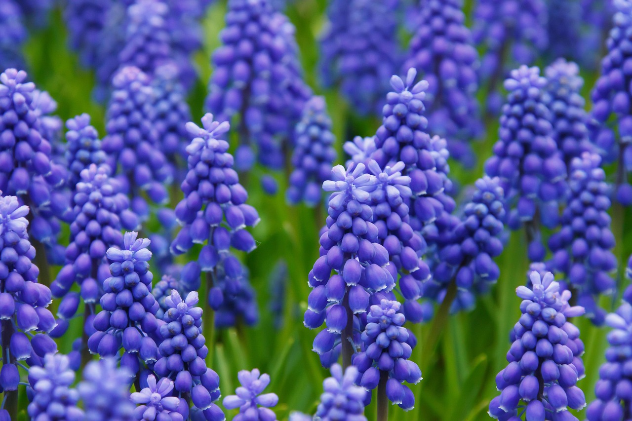 muscari