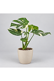 Monstera Thai Constellation - XL