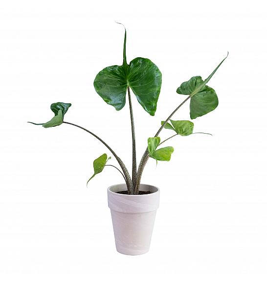 Alocasia macrorrhiza Stingray; 14 cm