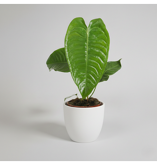Anthurium Veitchii; o14