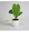 King Anthurium
