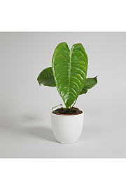 King Anthurium