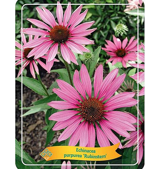 Echinacea purpurea Rubinstern Ø11
