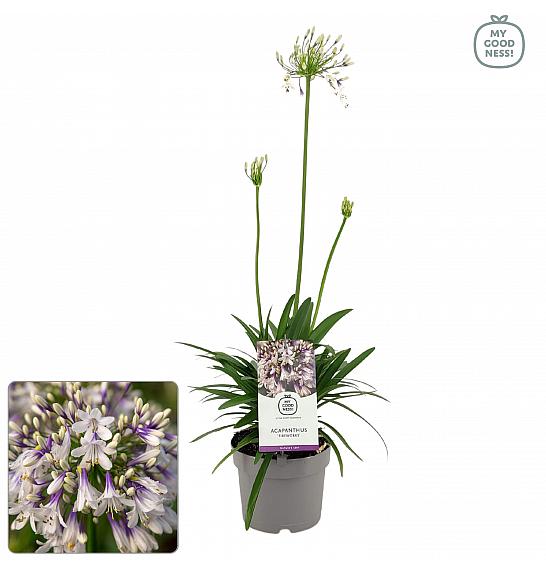 Agapanthus Everpanthus ® Fireworks C2 Lit. 60-70 cm
