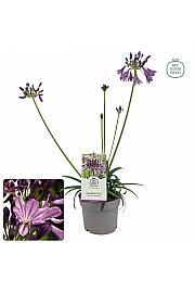 Afriška lilija Everpanthus ® Poppin' Purple