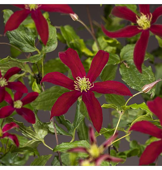 Clematis Glorious Red PBR C2,5 Lit. 75 cm