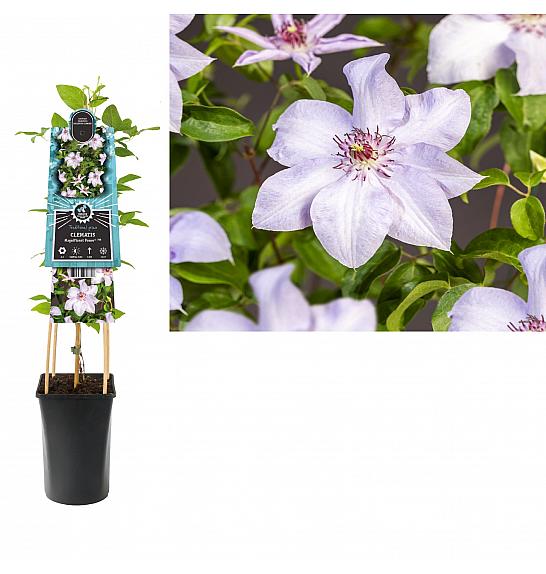 Clematis Magnificent Power PBR C2,5 Lit. 75 cm