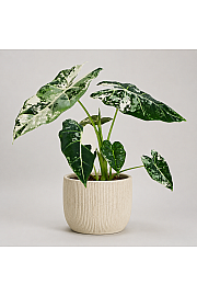 Alokazija Frydek variegata