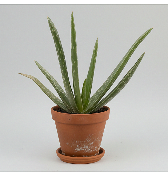Aloe vera; Ø6 cm