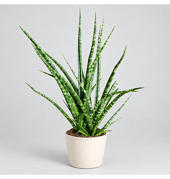 Sansevieria Fernwood Ø12