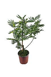 Mimoza