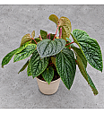 Anthurium Luxurians x Radicans