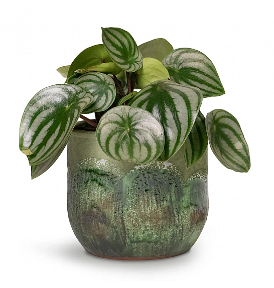 Peperomia Argyreia Ø12
