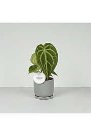 Anthurium Magnificum 