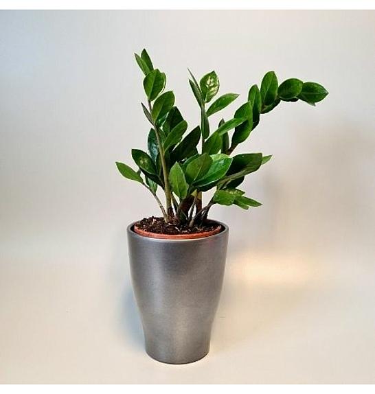 ZAMIOCULCAS; Ø14 cm