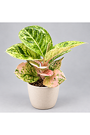 Aglaonema 'Apple Fantasy'
