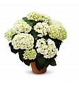 Hortenzija Bride White 