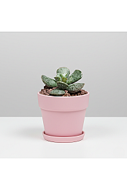 Adromischus cooperi