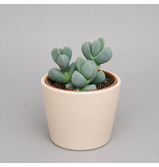 Delosperma lehmannii; Ø5,5 cm
