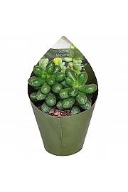 Sedum 'Hernandezii'