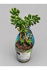 Jelly Bean Plant - Reši me