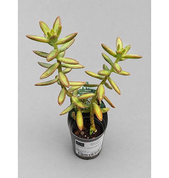 Sedum Nussbaumerianum; Ø6,5 cm