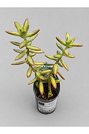 Sedum Nussbaumerianum - Reši me