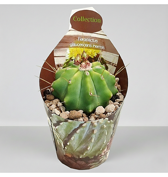 Ferocactus glaucescens 'Inermis'; Ø6,5 cm