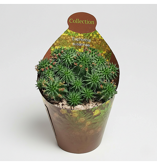Euphorbia susannae; Ø6,5 cm