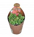 Crassula Elegans