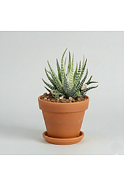 Haworthia fasciata 'Variegata'