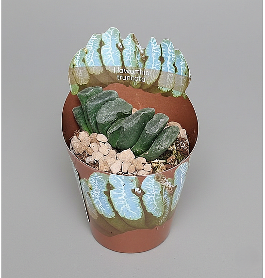Haworthia truncata; Ø6,5 cm