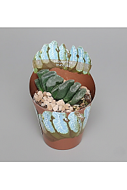 Haworthia truncata