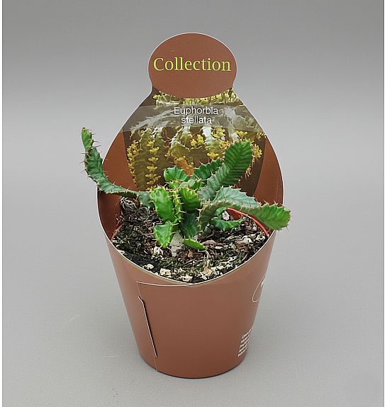 Euphorbia stellata; Ø10,5 cm