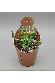 Euphorbia stellata - Reši me