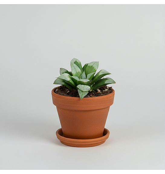 Haworthia mutica 'Byakuya'; Ø10,5 cm