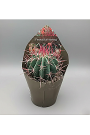 Ferocactus stainesii