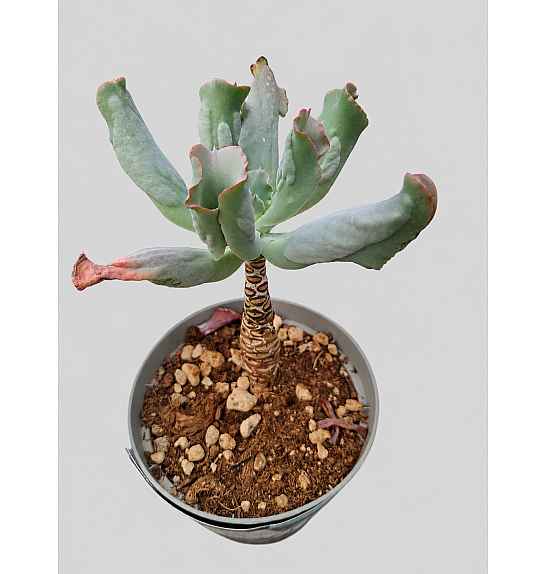Echeveria culibra; Ø14 cm