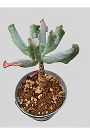 Echeveria culibra - Reši me