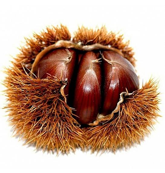 Castanea sativa Bouche de Betizac C7,5 Lit. 160-180 cm