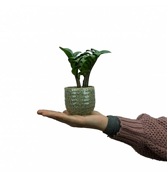 Zamioculcas zamiifolia Zenzi; Ø6 cm