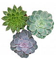 Echeveria mix; Ø 12 cm