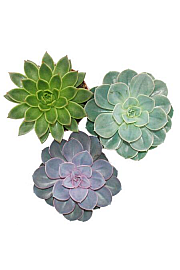 Echeveria mix; Ø 12 cm