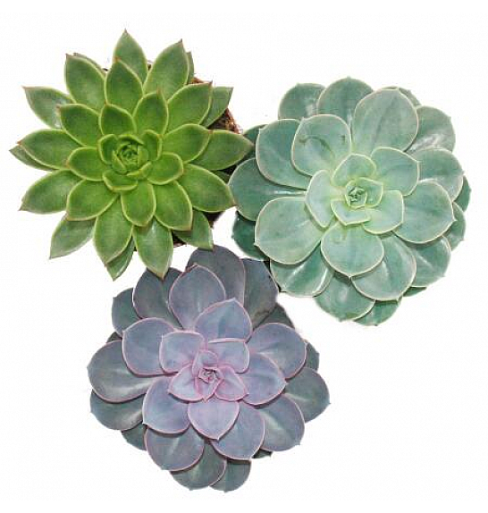 Echeveria mix; Ø 12 cm