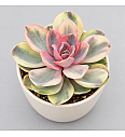 Sukulenta Echeveria Rainbow