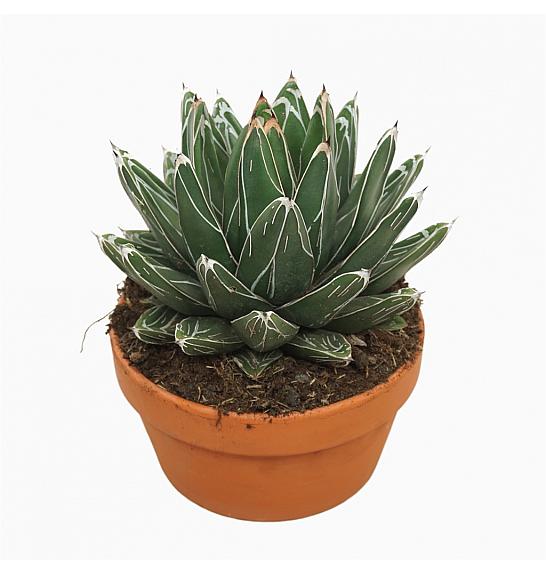 Agave victoriae-reginae; Ø13 cm