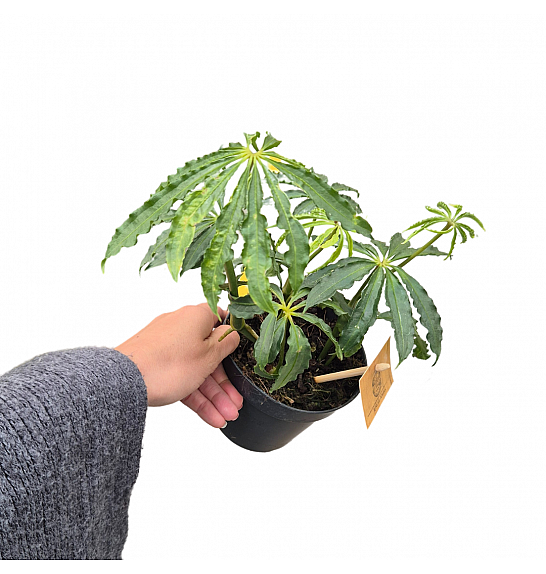 Anthurium Polyschistum; o12cm