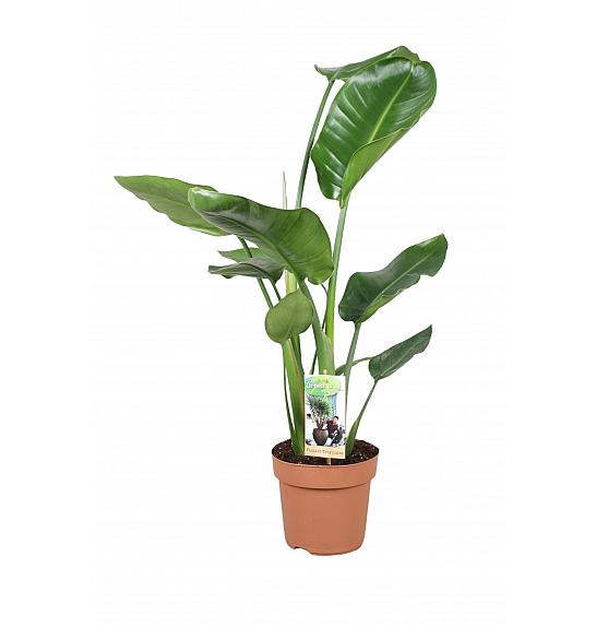 Strelitzia nicolai; Ø17 cm