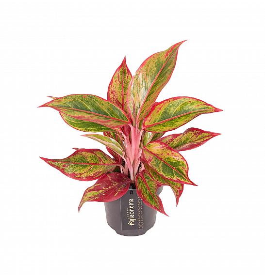 Aglaonema Jungle Lava; Ø12 cm