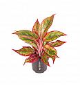 Aglaonema Jungle Lava
